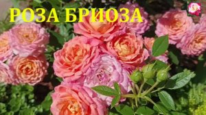 РОЗА БРИОЗА. ОБЗОР. ВЫРАЩИВАНИЕ