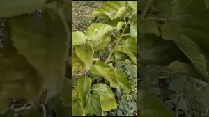 саженцы шелковицы джерарди