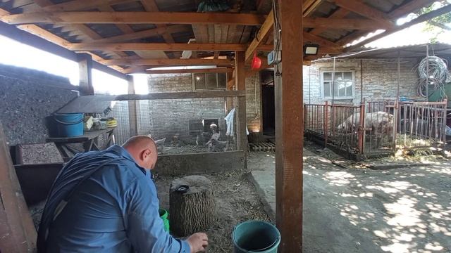 Експеремент з ЗВК село//Засіб для знищення мух та інших синантропних комах “Максібайт Аква” смотреть онлайн