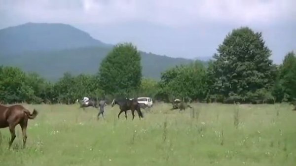 скачки в Мехкеты. Чечня 06.08.16 2зд. 3-х лет. 1600