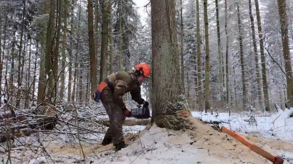 Бензопилы ZimAni MS361 PRO и ZimAni 365PRO продолжают трудиться