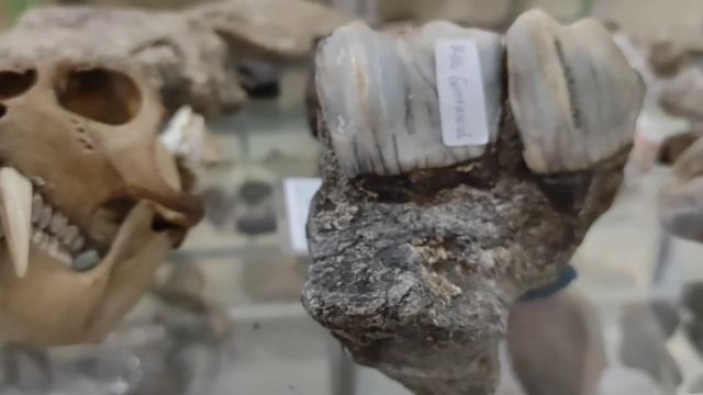 Mengenal Museum Buton (Bumiayu-Tonjong) - Lomba Reportase Budaya смотреть онлайн