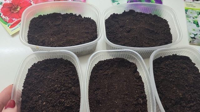 СЕЮ ПЕТУНИЮ ТОЛЬКО ТАК!ВСХОДЫ 💯% НА ТРЕТИЙ ДЕНЬ! смотреть онлайн