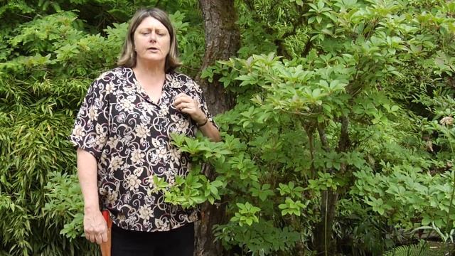 How to Prune Enkianthus - Instructional Video w/ Plant Amnesty смотреть онлайн