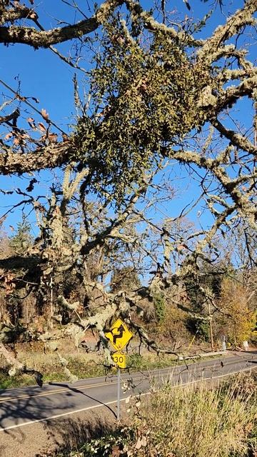 Mistletoe. Омела. Поцелуй под омелой-залог счастья и вечной любви #nature #travel #oregon #usa смотреть онлайн