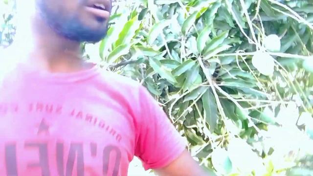 🥭#MY #VLOG OF #MANGO BAHUT #AACHHA HO CHUKA HAI KYA AAP KHAYENGE #RAKESH #RAJDHANI #GHAR #GADIYANI смотреть онлайн