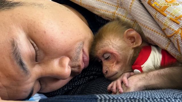 So Funny! Monkey BiBi hides cucumber in a boxes and sits delicious! смотреть онлайн