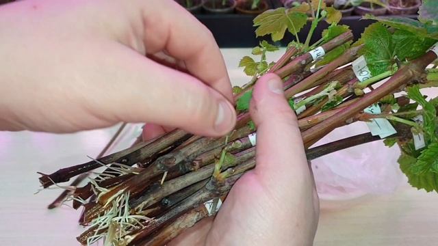73. укоренить черенки винограда легко ! t.me/fdob59, vk.com/fdob59 смотреть онлайн