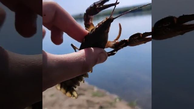 Рак на днестре смотреть онлайн