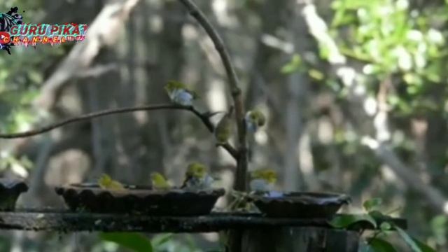 mp3 pikat burcil terbaru kombinasi Kolibri sogok ontong,kemade baret merah dan pleci смотреть онлайн