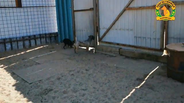 Выгул 20 07 21 11 часть смотреть онлайн