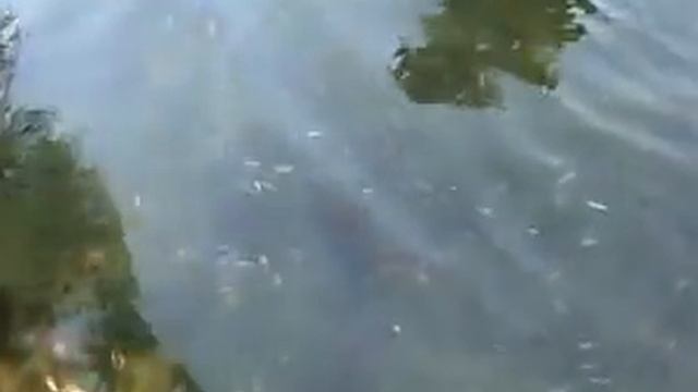 Мертвый Дон.avi смотреть онлайн