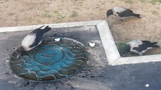 Вороны сорванцы отдыхают \ Young rascal crows take a rest смотреть онлайн