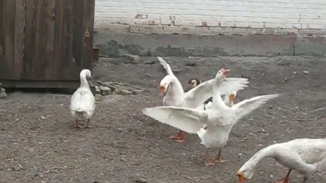 Индюшки смотреть онлайн