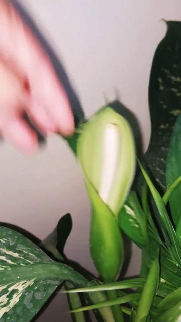 Dieffenbachia plant ka rare flower.. #gardening #youtubeshorts #gardeningvideos #plant смотреть онлайн