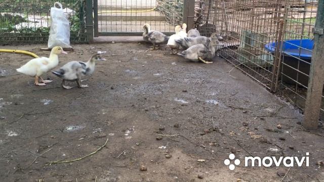 Опять обманул Гидрометцентр !!! смотреть онлайн