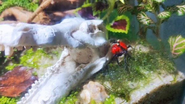 Стесняшка краб красный дьявол (geosesarma red devil)