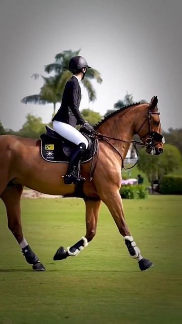 Эдит конкуру #equestrain #horse #рекомендации смотреть онлайн