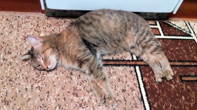 Мусямба обожрались и отдыхают смотреть онлайн