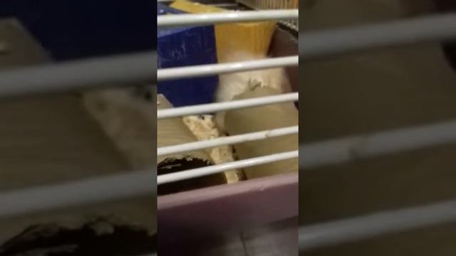 Грызёт смотреть онлайн