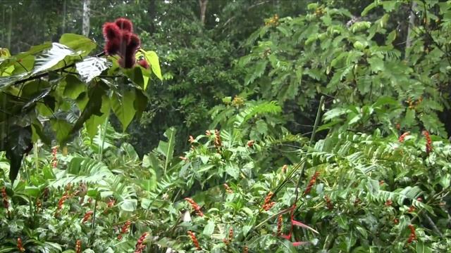 Los Secretos Del Achiote ⌛️ Para Que Sirve El Achiote Como Planta Medicinal смотреть онлайн