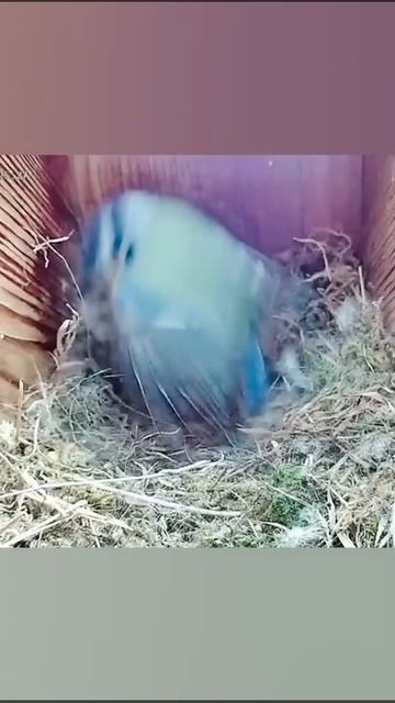 2022 birdie box смотреть онлайн