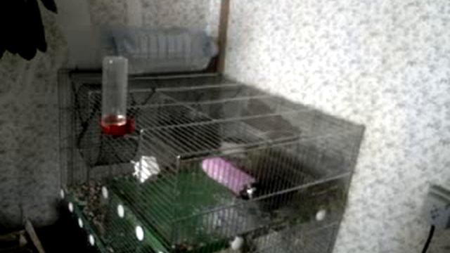 Фунтик драконит камушек смотреть онлайн