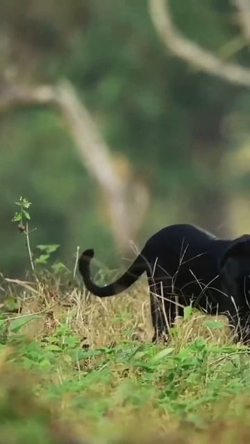 La pantera negra es una variación negra de varias especies de félidos, el leopardo y del jaguar. смотреть онлайн