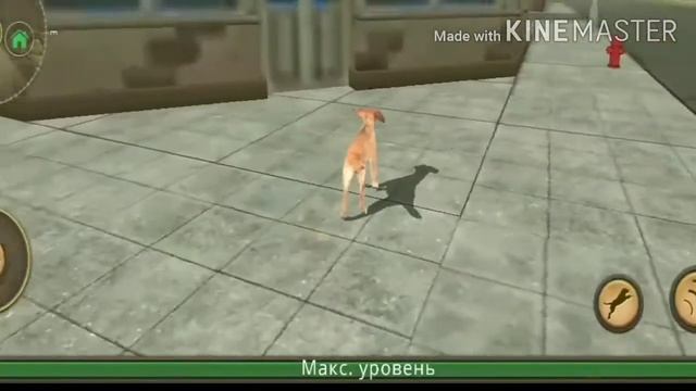 Баги в Dog Sim + способ быстро прокачки