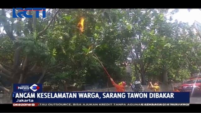 Petugas Sudin Damkar Jakarta Timur Evakuasi Sarang Tawon Vespa Affinis di Pulo Gadung - SIM 02/12 смотреть онлайн