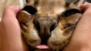 Играю в "убей рэгдола" смотреть онлайн