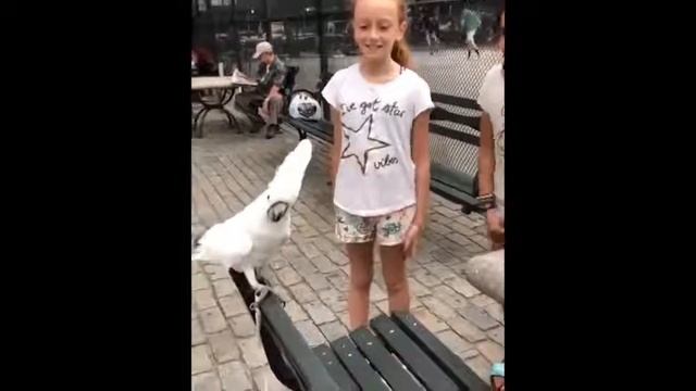 Сумасшедшие попугаи/приколы с попугаями смотреть онлайн