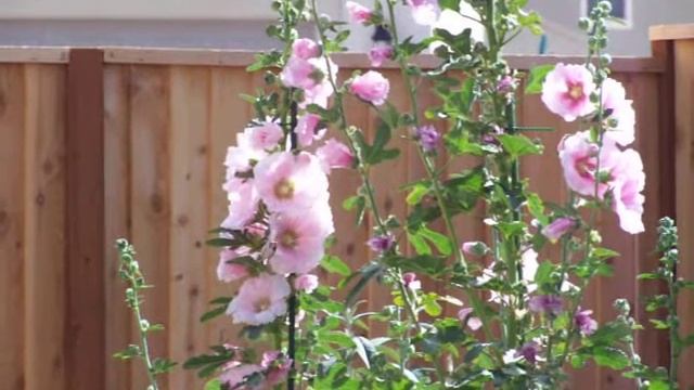 Hummingbird at Hollyhock смотреть онлайн