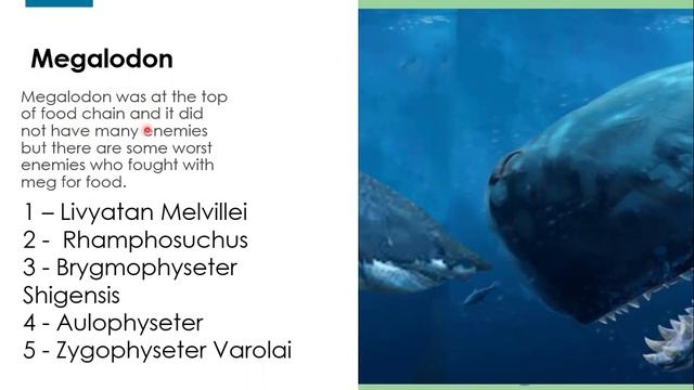 Facts on the Megalodon смотреть онлайн