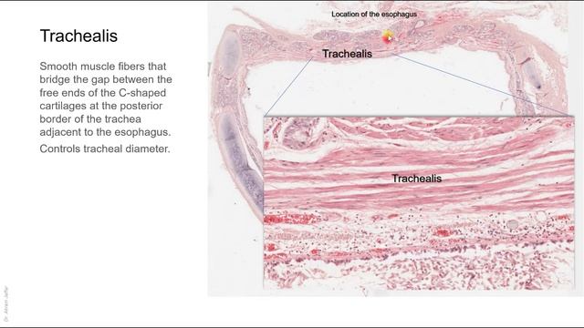 Histology of the respiratory system смотреть онлайн