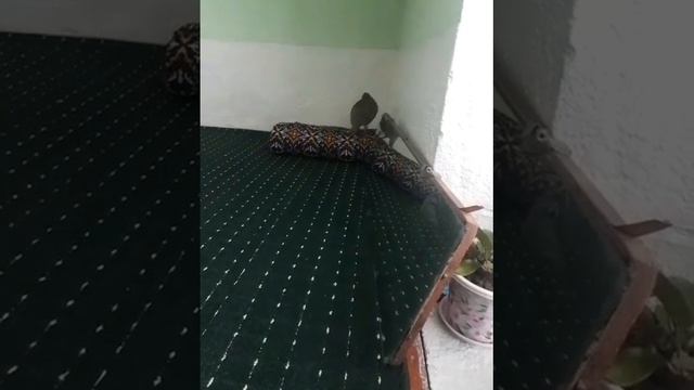 История и кавги чемпиен.2022 смотреть онлайн