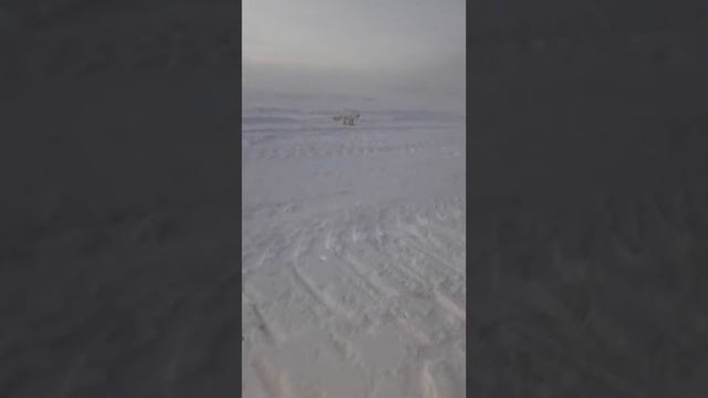 Ямал. Крайний север.Песец. смотреть онлайн