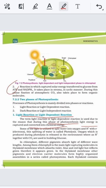 photolysis light reaction light dependent reaction bioenergetics chap 7 смотреть онлайн