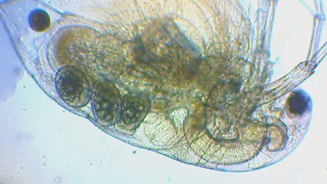 Daphnia I Spring Water смотреть онлайн