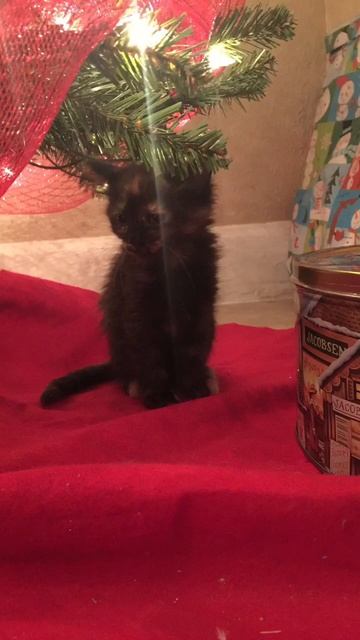 Cat from big to little cute #cutecat #shorts #viral смотреть онлайн