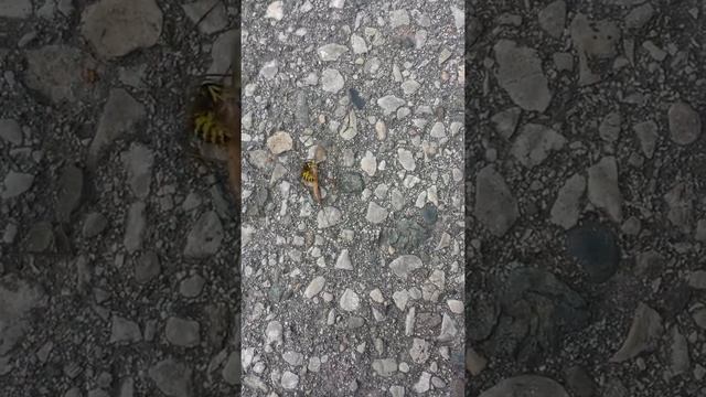 Epic battle between crane fly and hornet смотреть онлайн