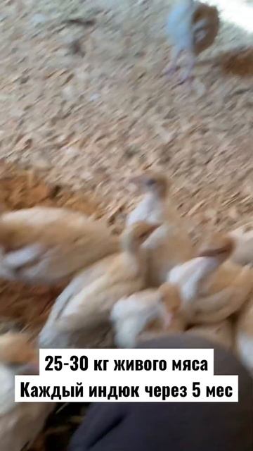 Индюки хайбрид конвертер - мясная порода смотреть онлайн