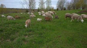 Овцы на пастбище.