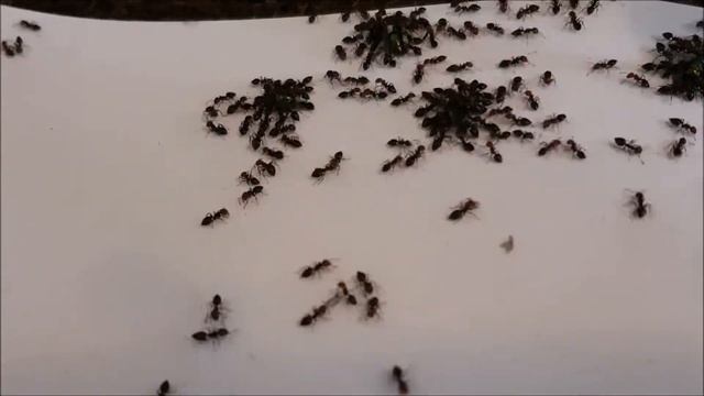 Scorpion ants (Crematogaster scutellaris) feeding frenzy - timelapse смотреть онлайн
