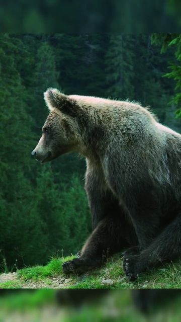 #wild #wildlife #wildlifephotographer #wildlifephotos #bbcearth #nationalgeographic #insideindia смотреть онлайн