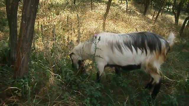 Скоро козьи свадьбы смотреть онлайн