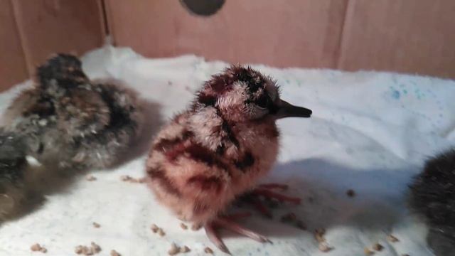 вальдшнеп. возраст - 4 часа. смотреть онлайн