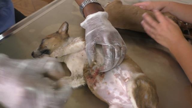 2 Mangoworm puppies - TNR with help from Sweden! смотреть онлайн