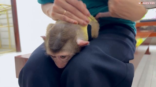 What did PiPi do when watching the video of hanging out with Dad? смотреть онлайн