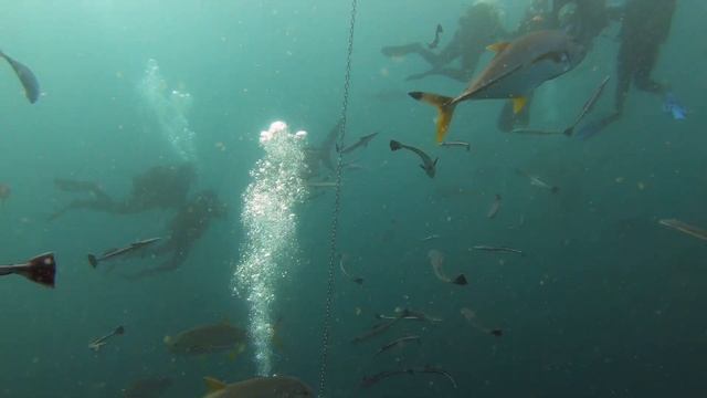 Aliwal Shoal Shark Diving смотреть онлайн